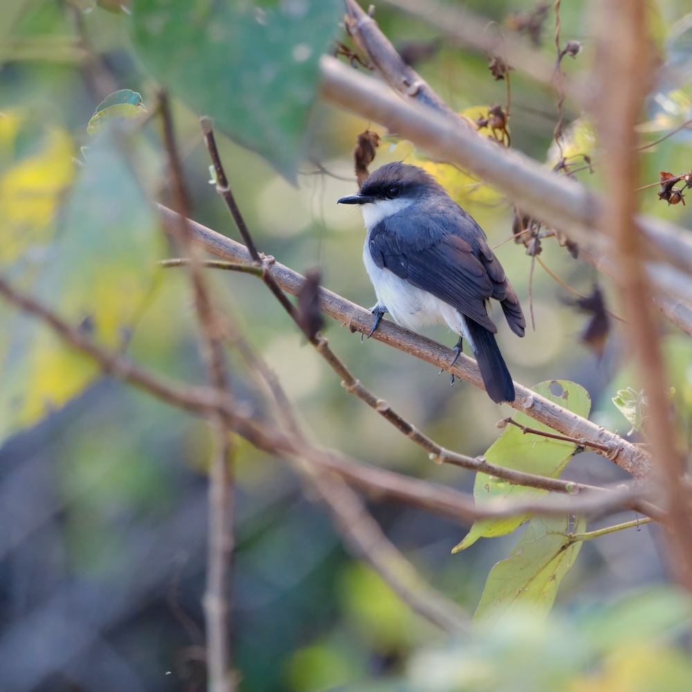 マングローブヒタキ