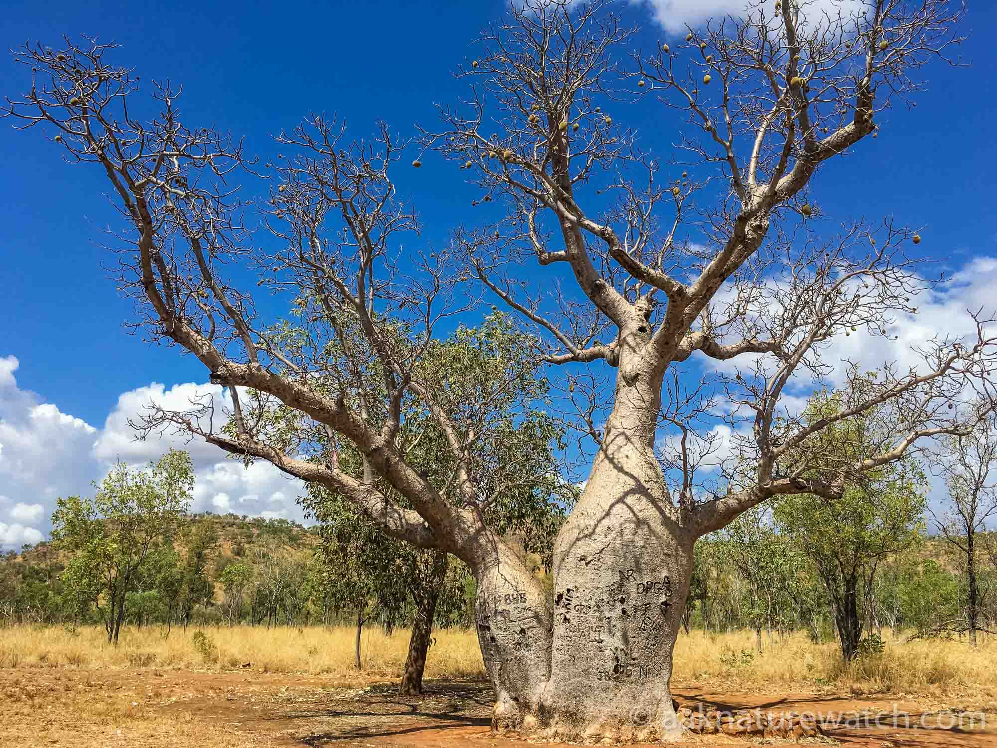 バオバブの木　オーストラリア