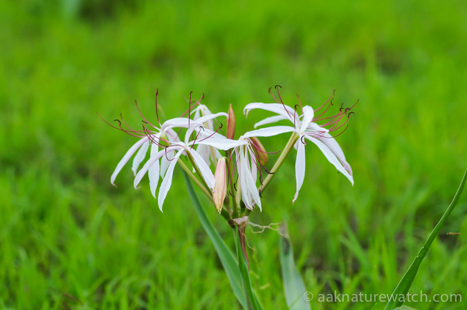 Field Lily
