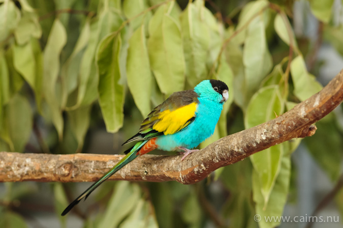 Hooded_Parrot_male