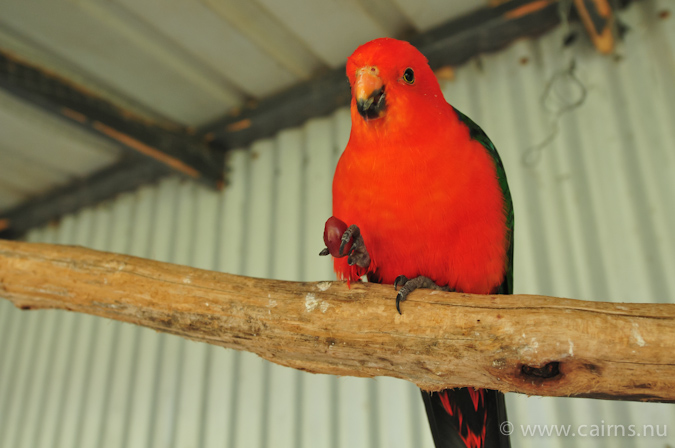 King_Parrot_male