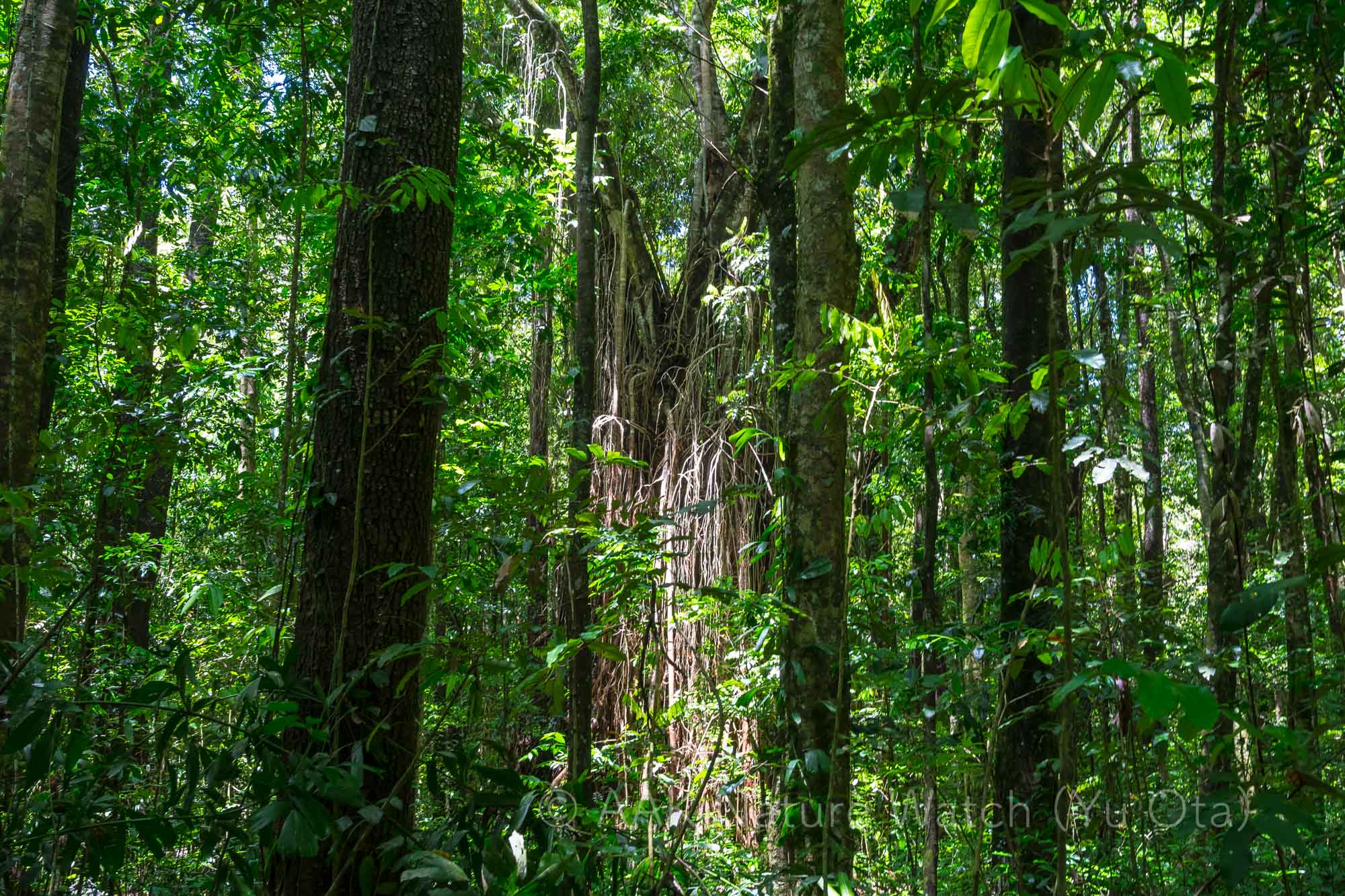 絶滅危惧の森林タイプ：13b Mabi Forest