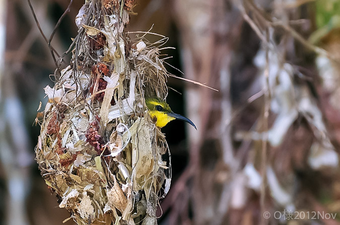 Nesting_Yellow-belied_Sunbird