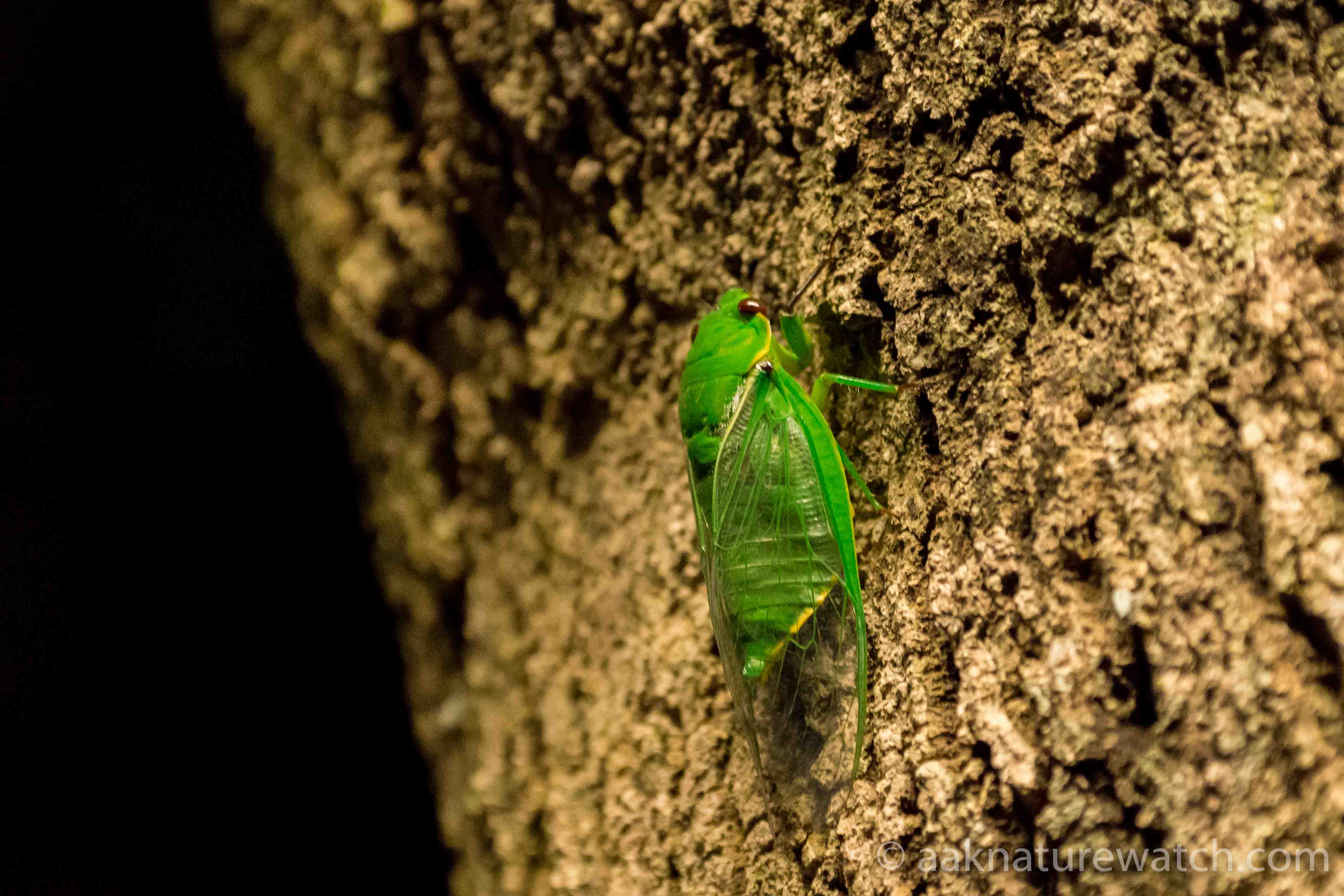 Northern-green-glocer-cicadar