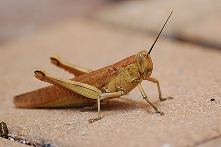 Hedge Grasshopper