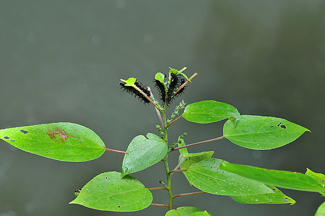 キオビコノハの幼虫