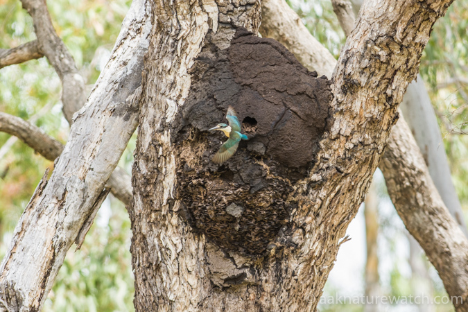 蟻塚に営巣を始めるヒジリショウビン