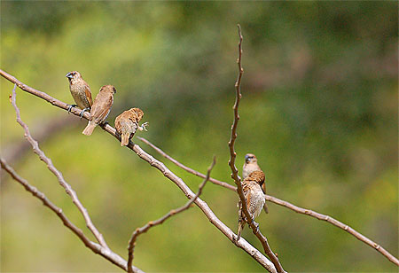 シマキンパラ成鳥の群れ