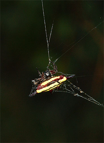 Two-spined Spider