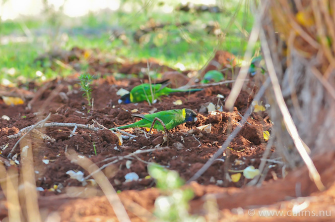 マキエゴシキインコのオーストラリア南西部固有亜種semitorquatus
