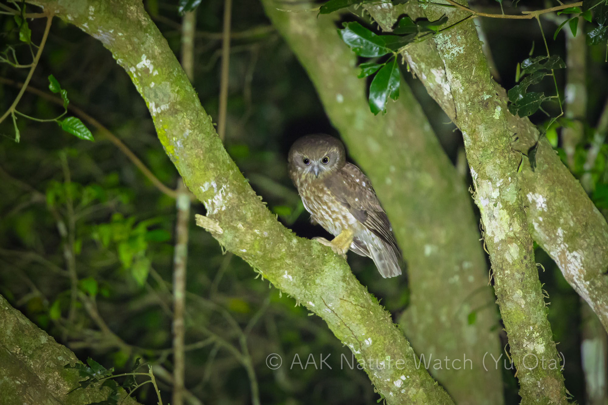 ミナミアオバズク