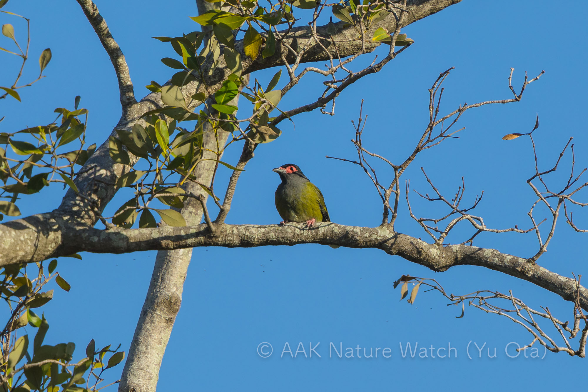 メガネコウライウグイス