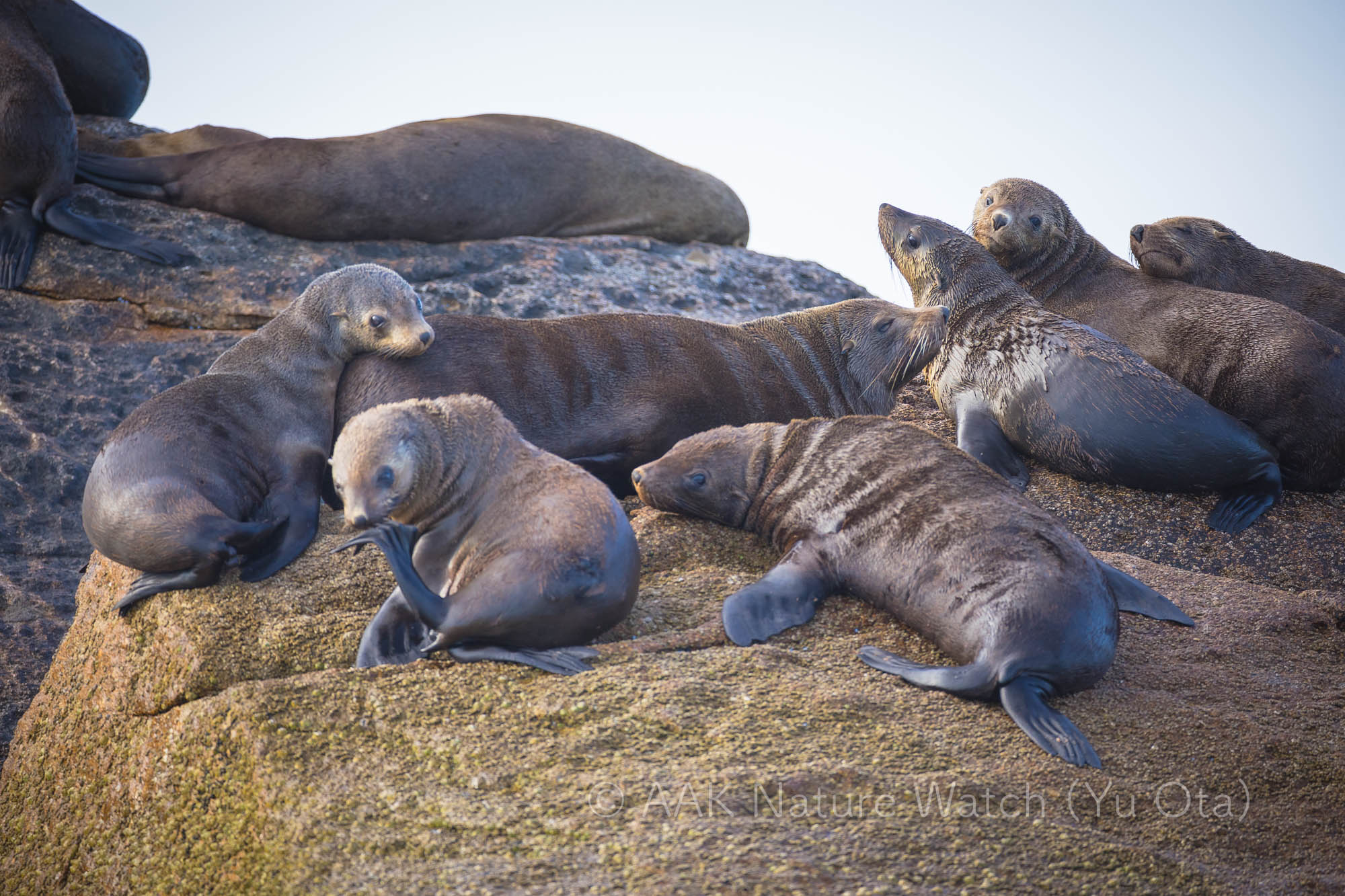 オーストラリアオットセイ