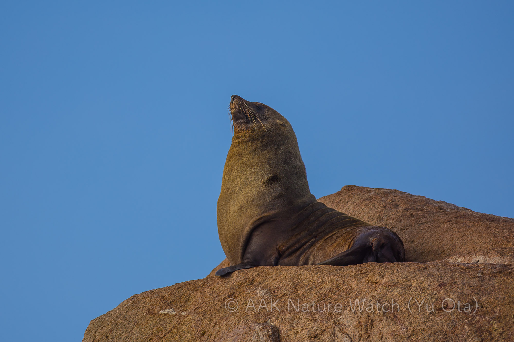 オーストラリアオットセイ