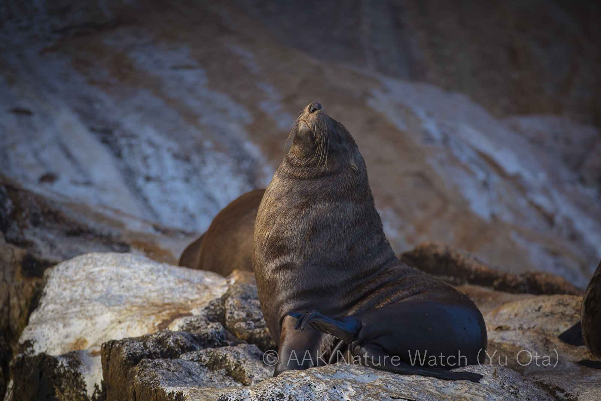 オーストラリアオットセイ