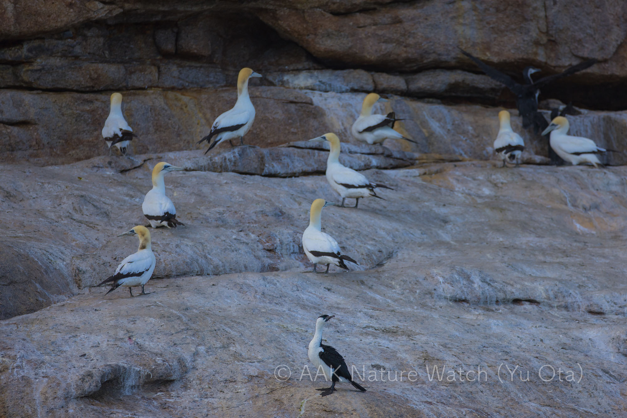 オーストラリアシロカツオドリ