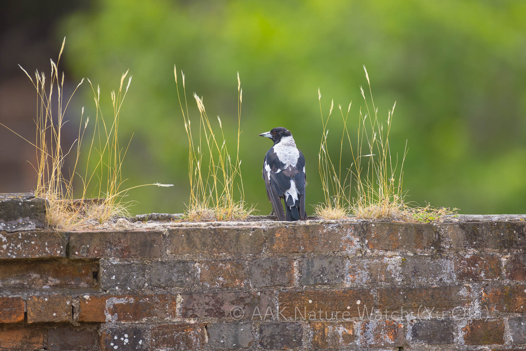 カササギフエガラス