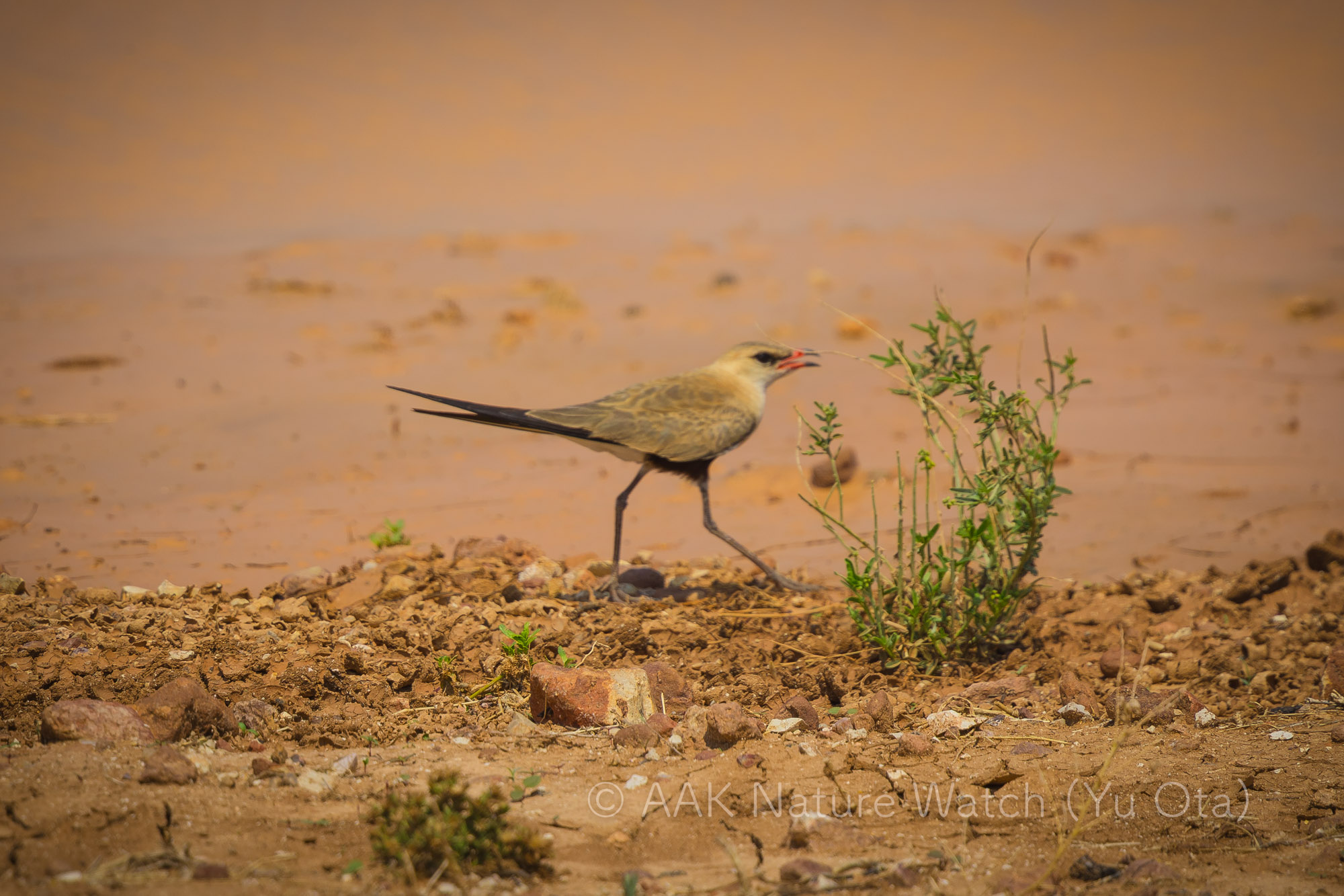 アシナガツバメチドリ