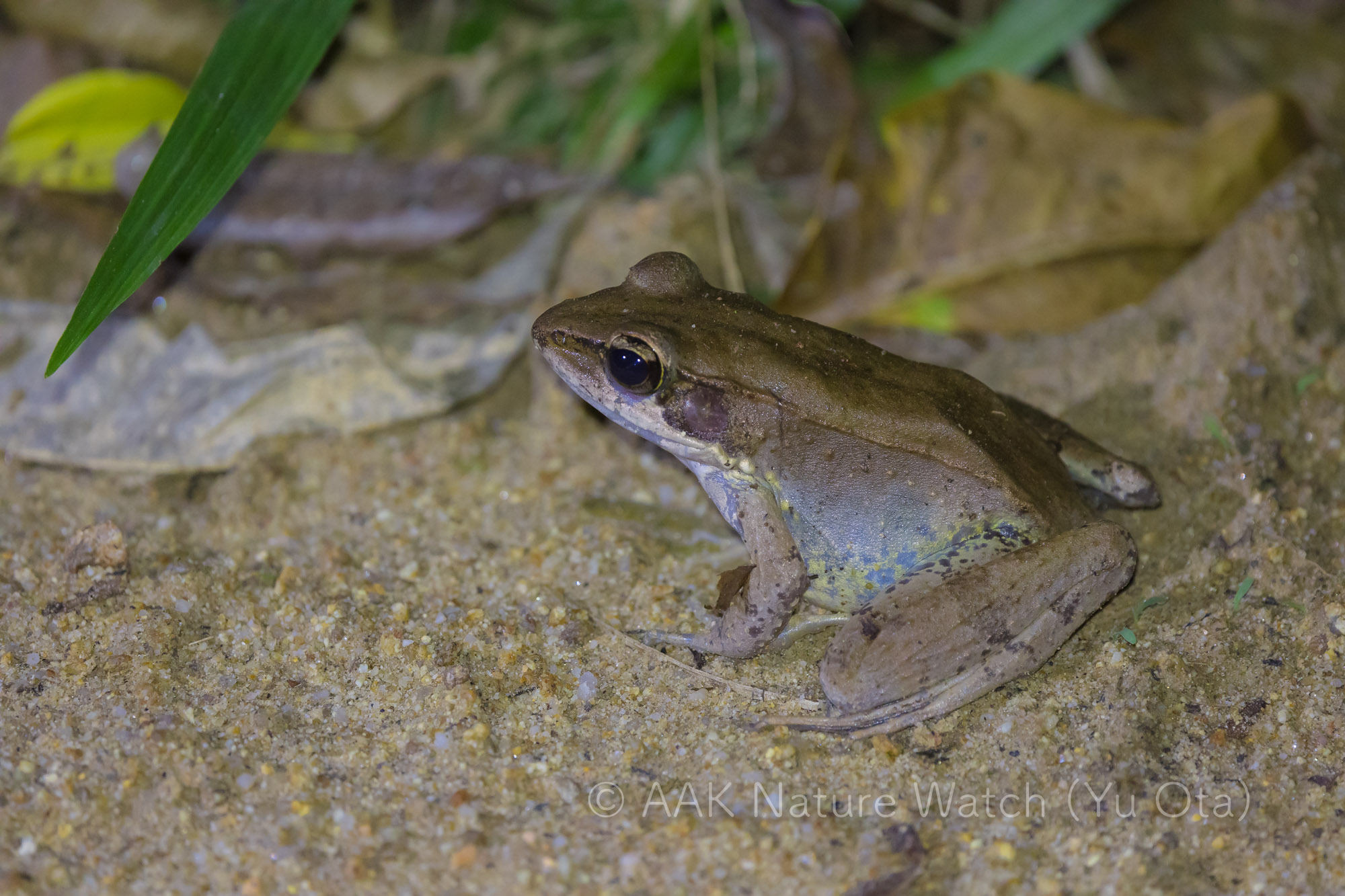 Australian Woodfrog