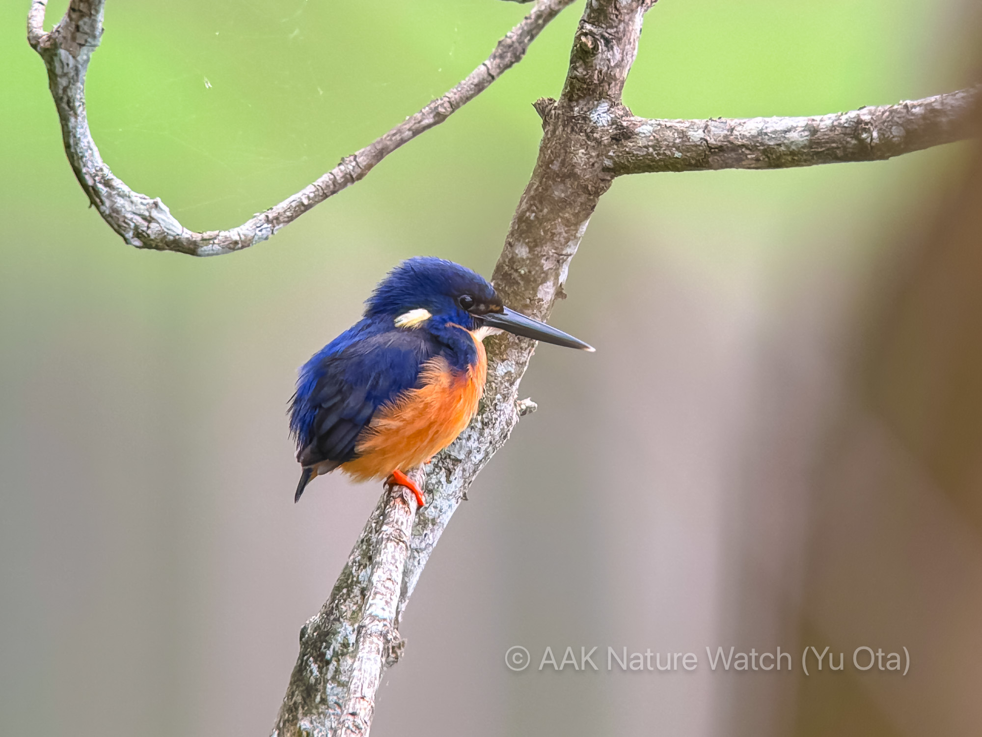 ルリミツユビカワセミ