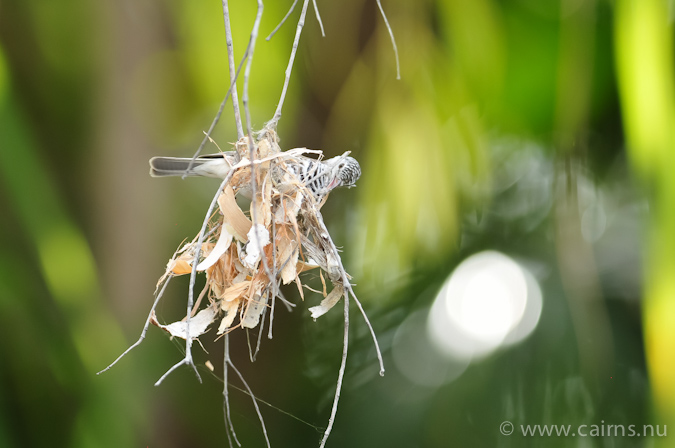 ヨコジマウロコミツスイ