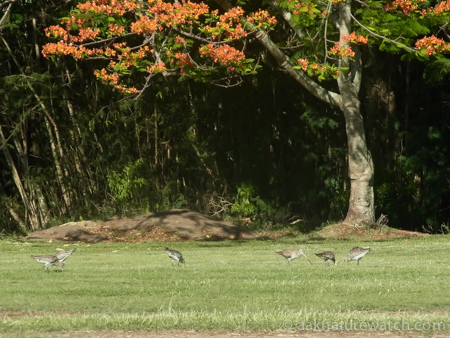 陸上で採餌するオオソリハシシギの群れ