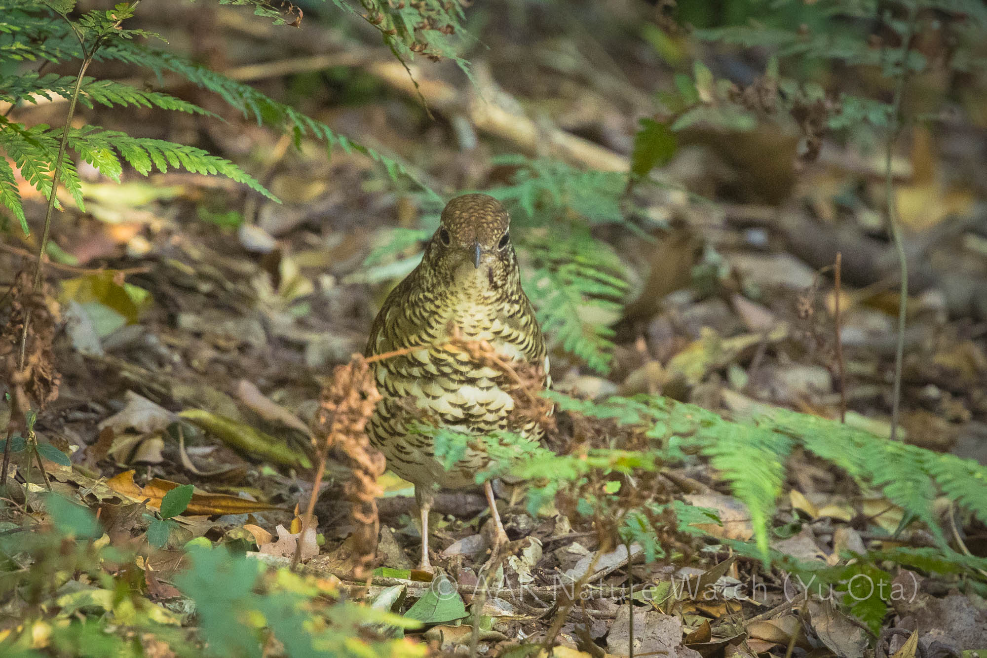 オーストラリアトラツグミ