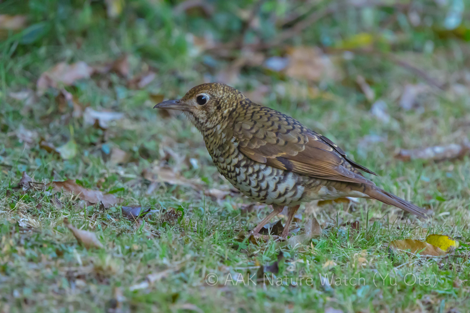 オーストラリアトラツグミ