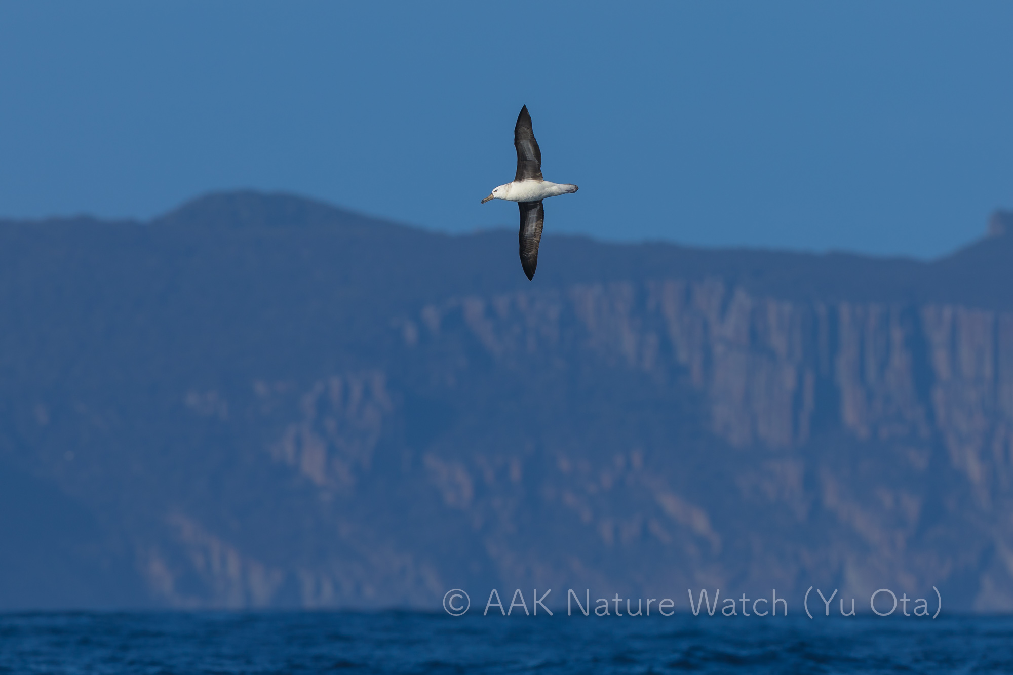 マユグロアホウドリ若鳥