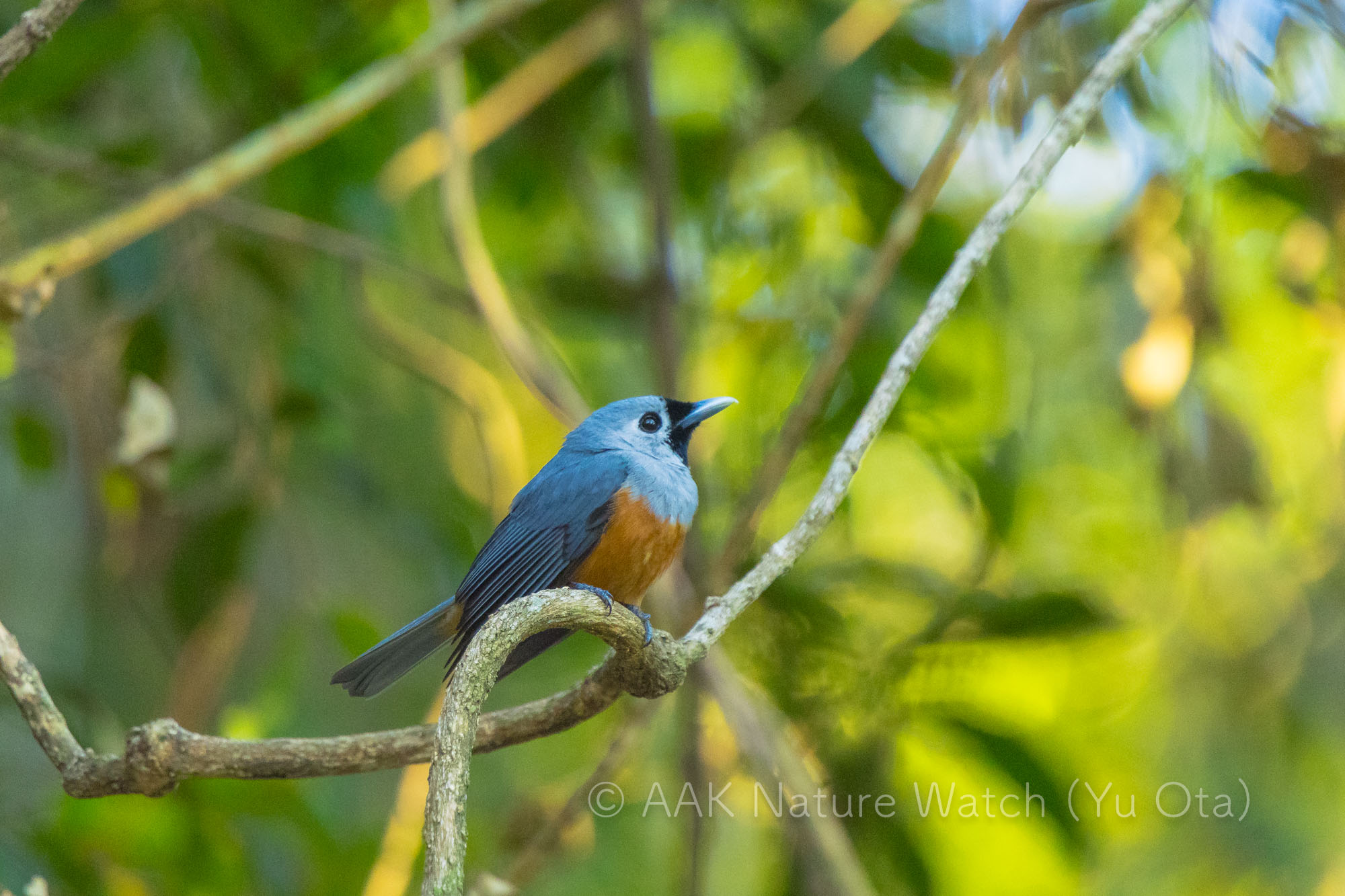 カオグロカササギヒタキ