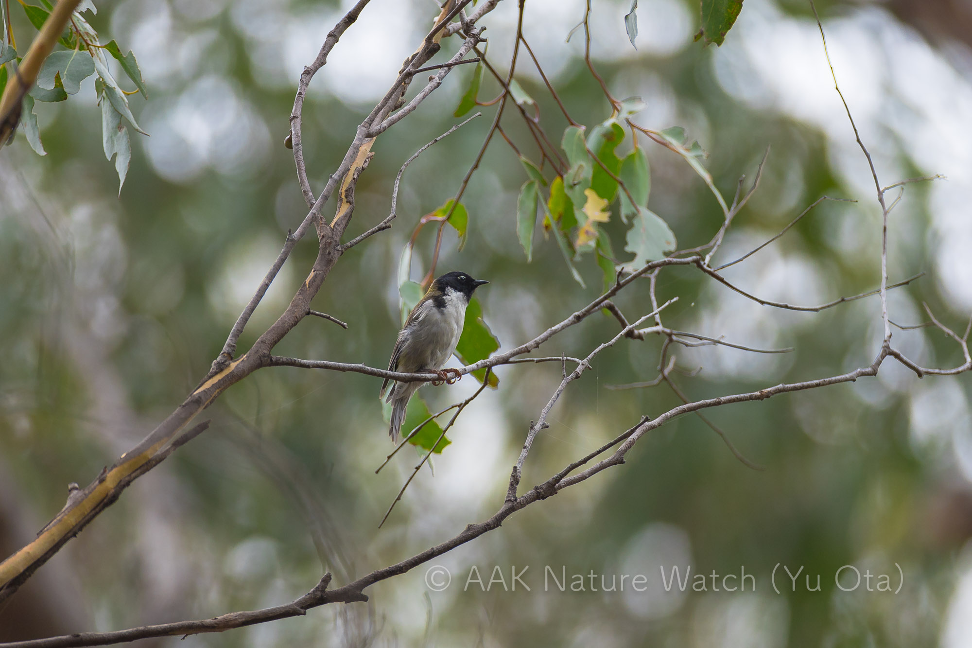 ズグロミツスイ