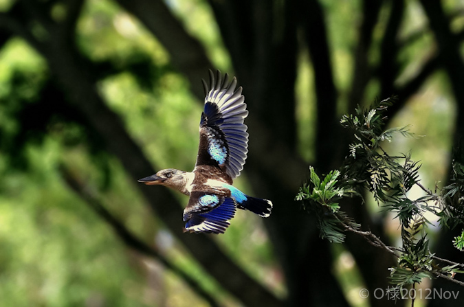 Blue-winged_Kookaburra