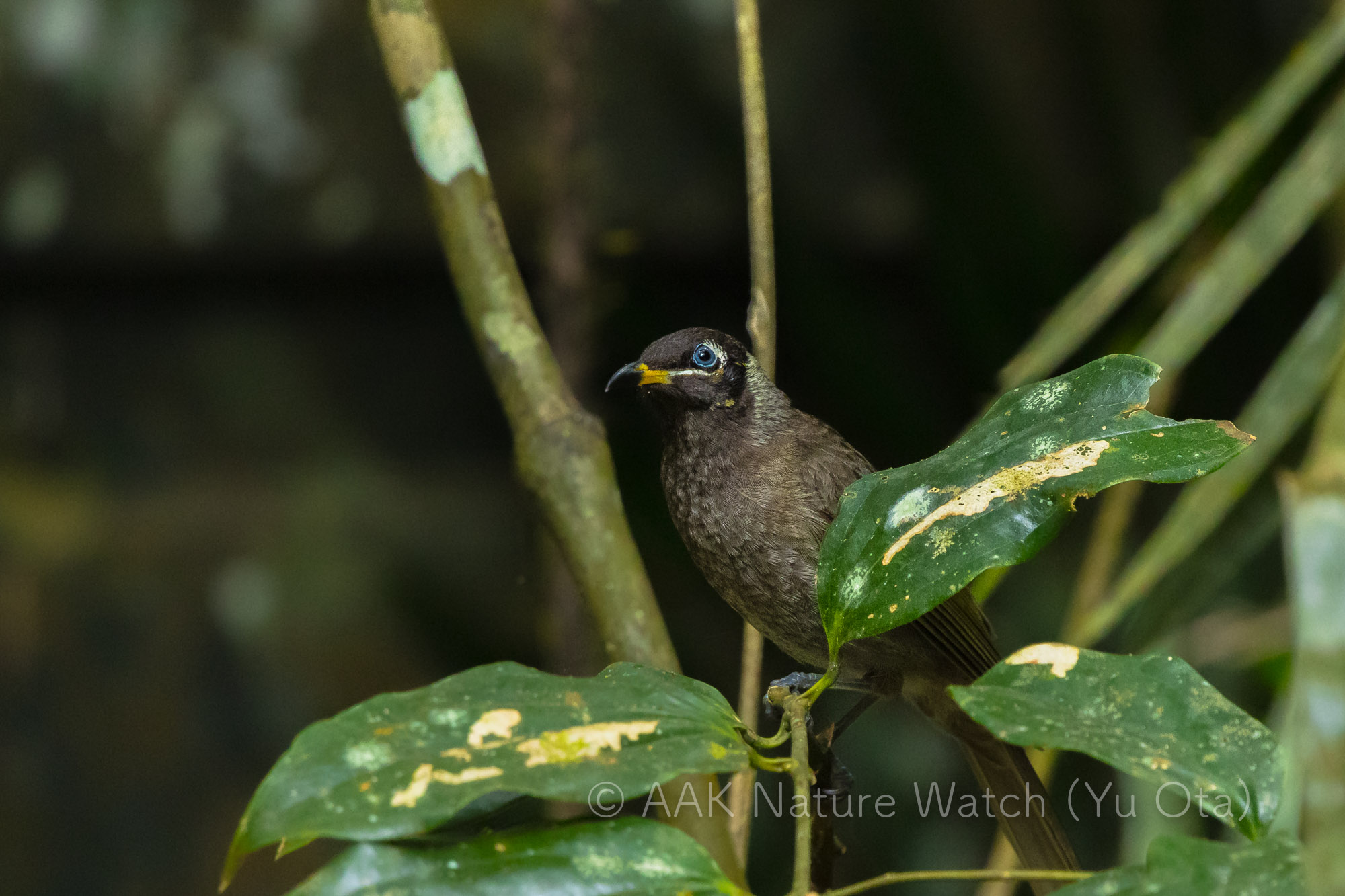 キスジミツスイ