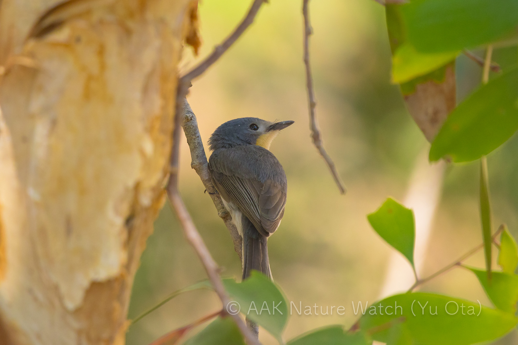 ノドアカヒラハシ