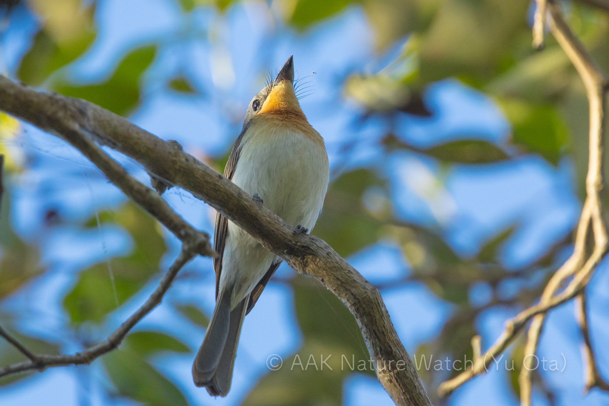 ノドアカヒラハシ