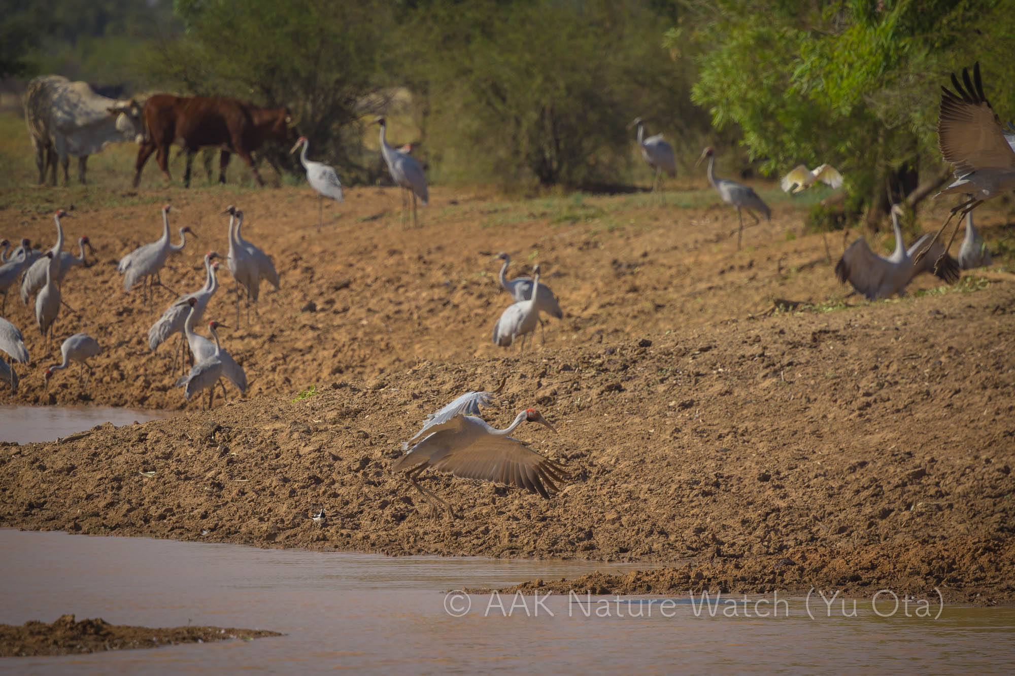 オーストラリアヅル