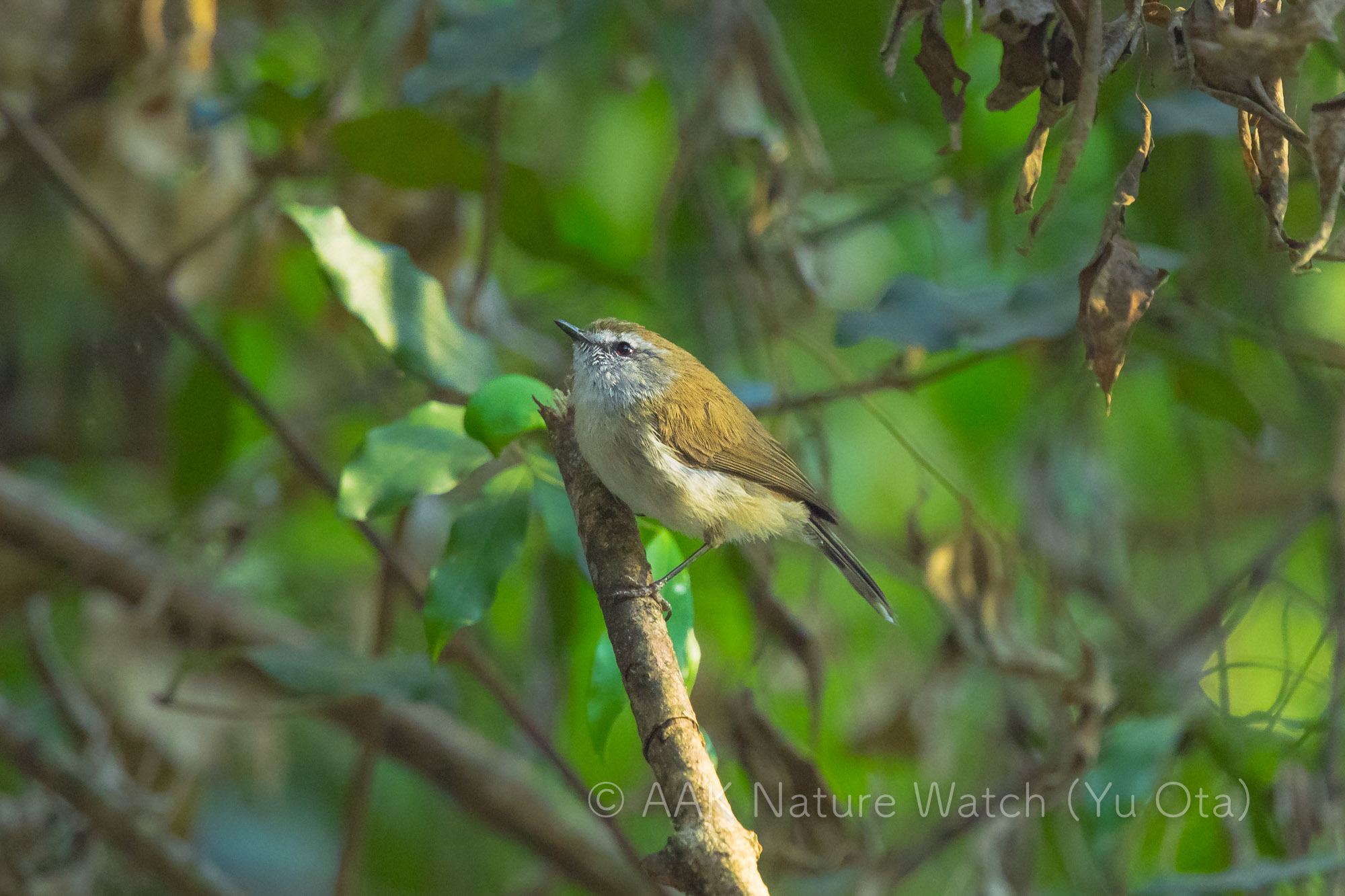 チャイロセンニョムシクイ