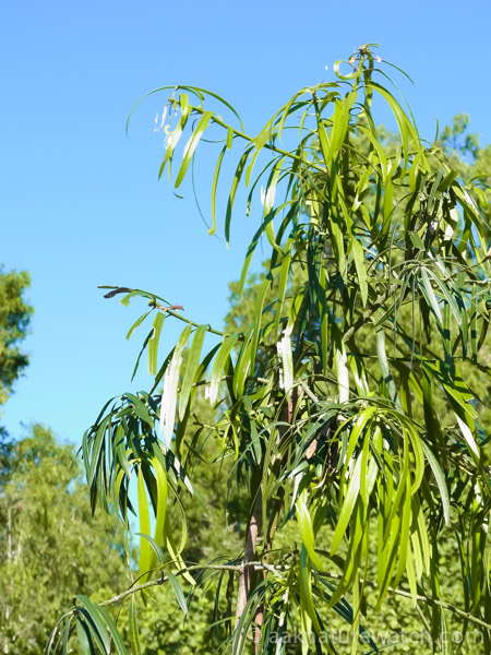Podocarpus grayae