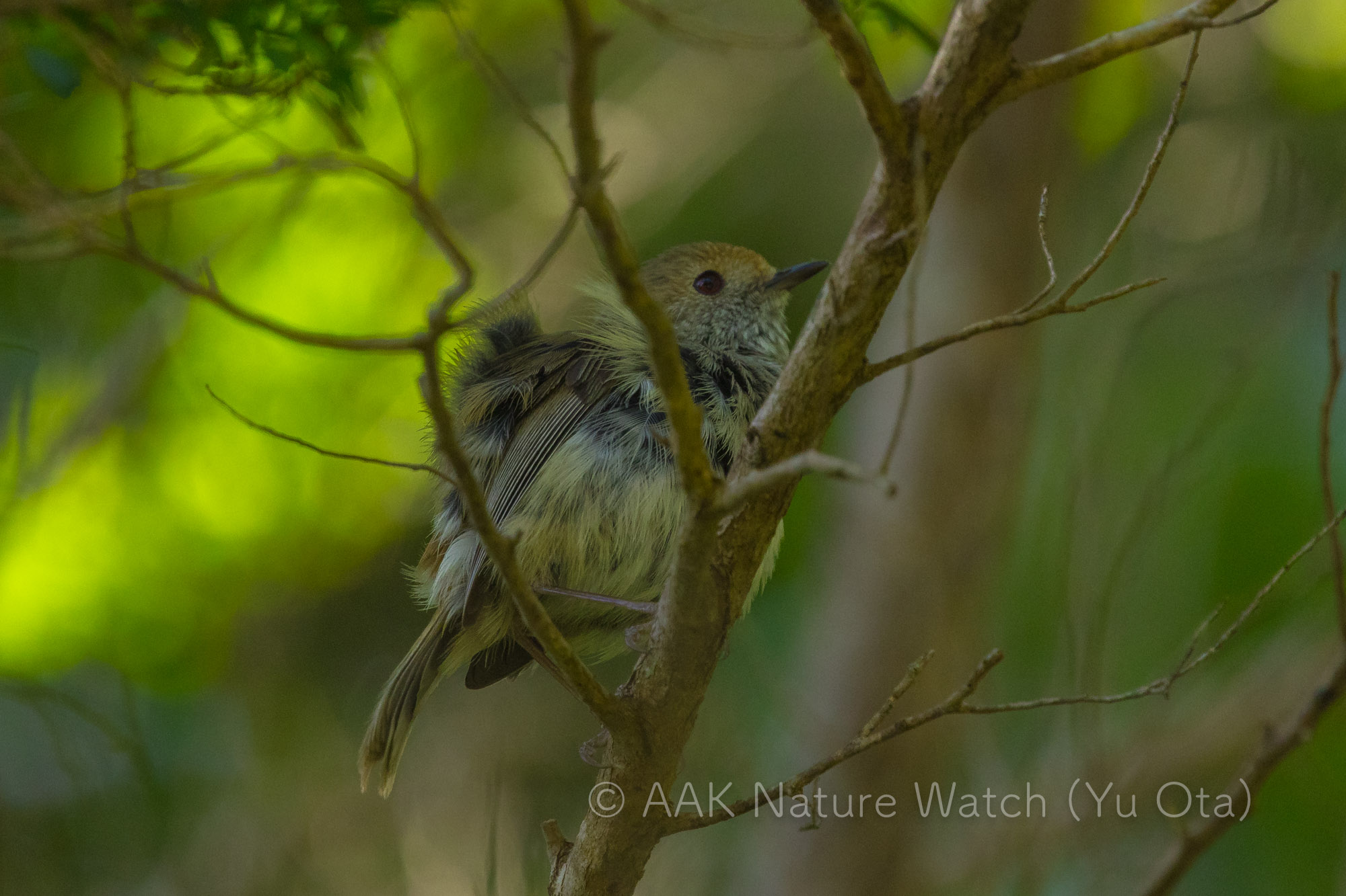 チャイロトゲハシムシクイ
