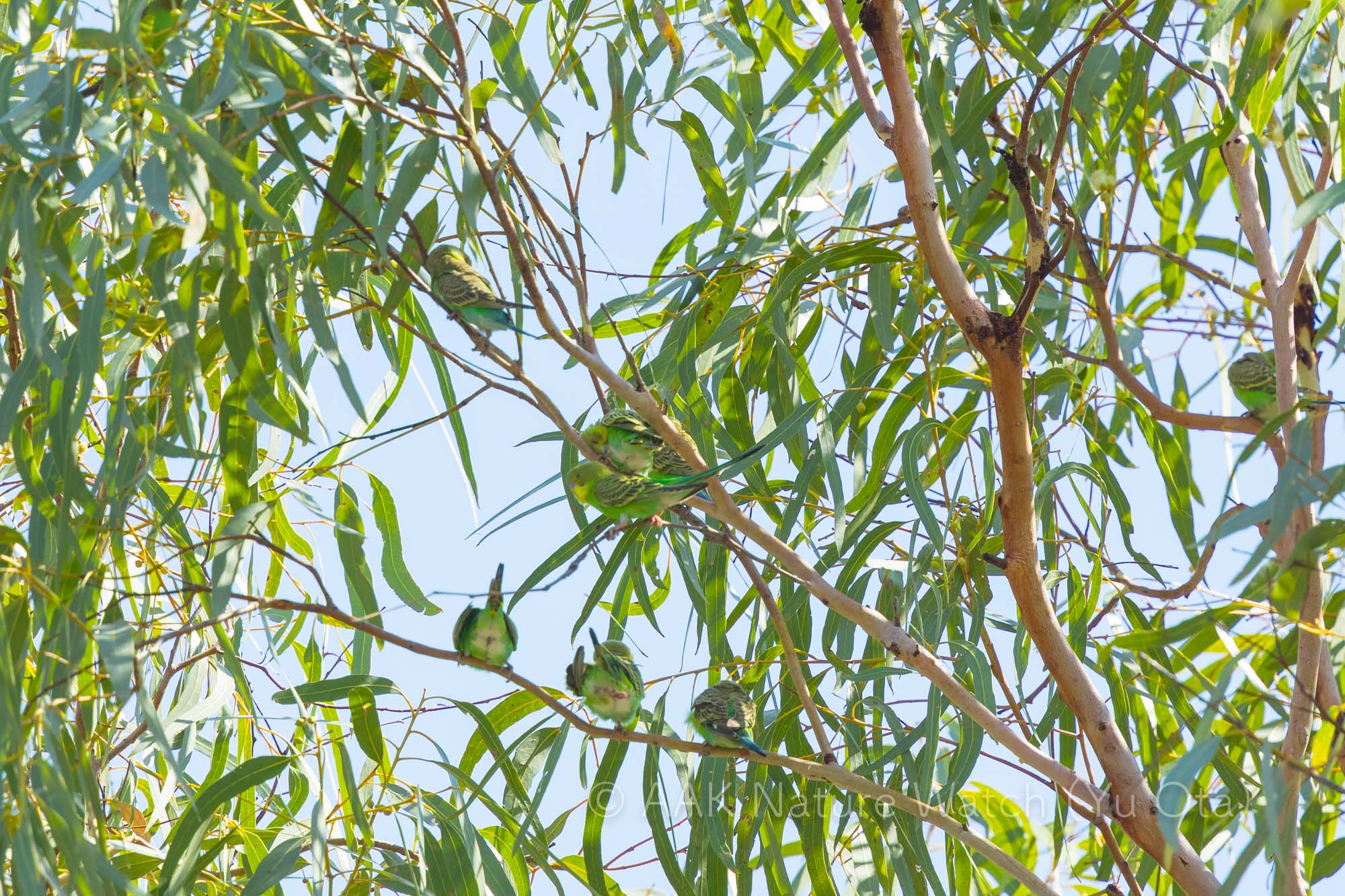 野生のセキセイインコ