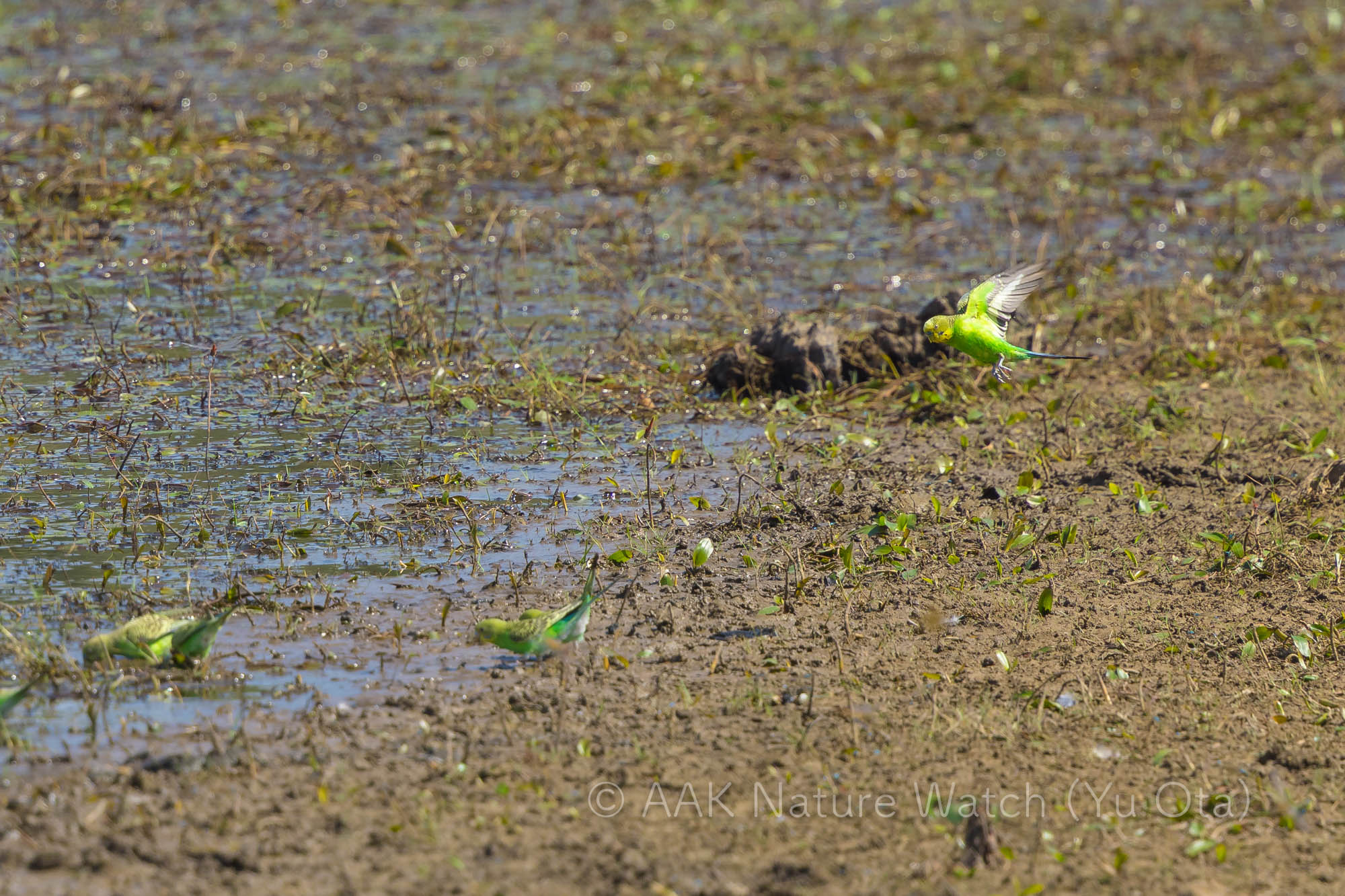 野生のセキセイインコ
