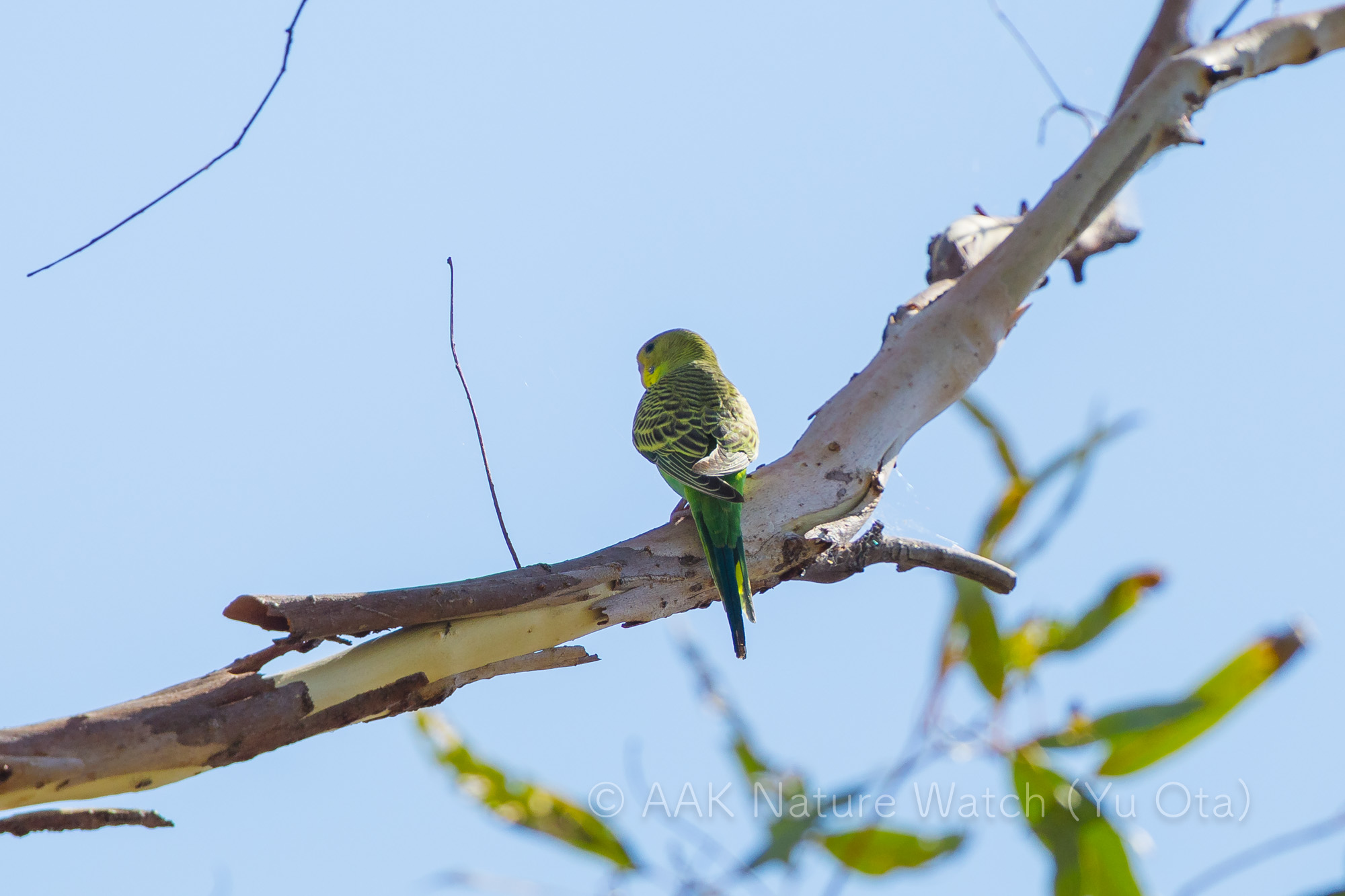 野生のセキセイインコ
