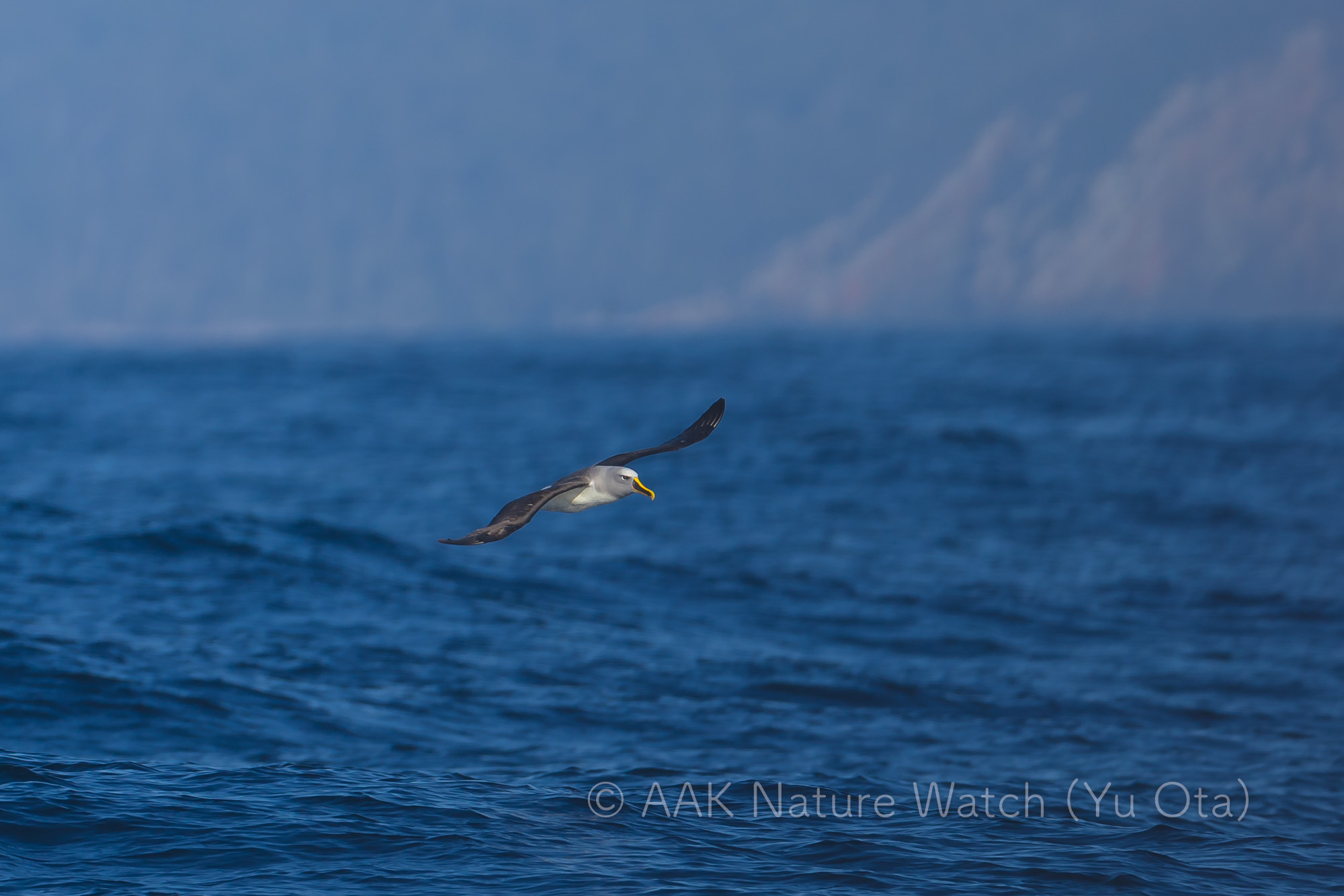 ニュージーランドアホウドリ