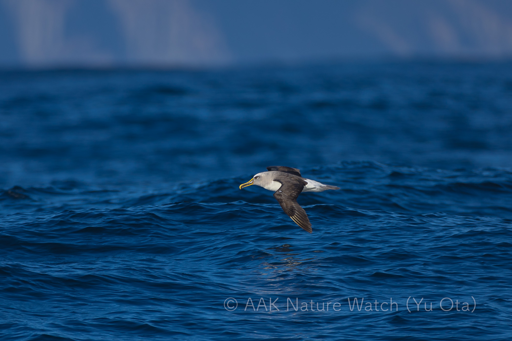 ニュージーランドアホウドリ