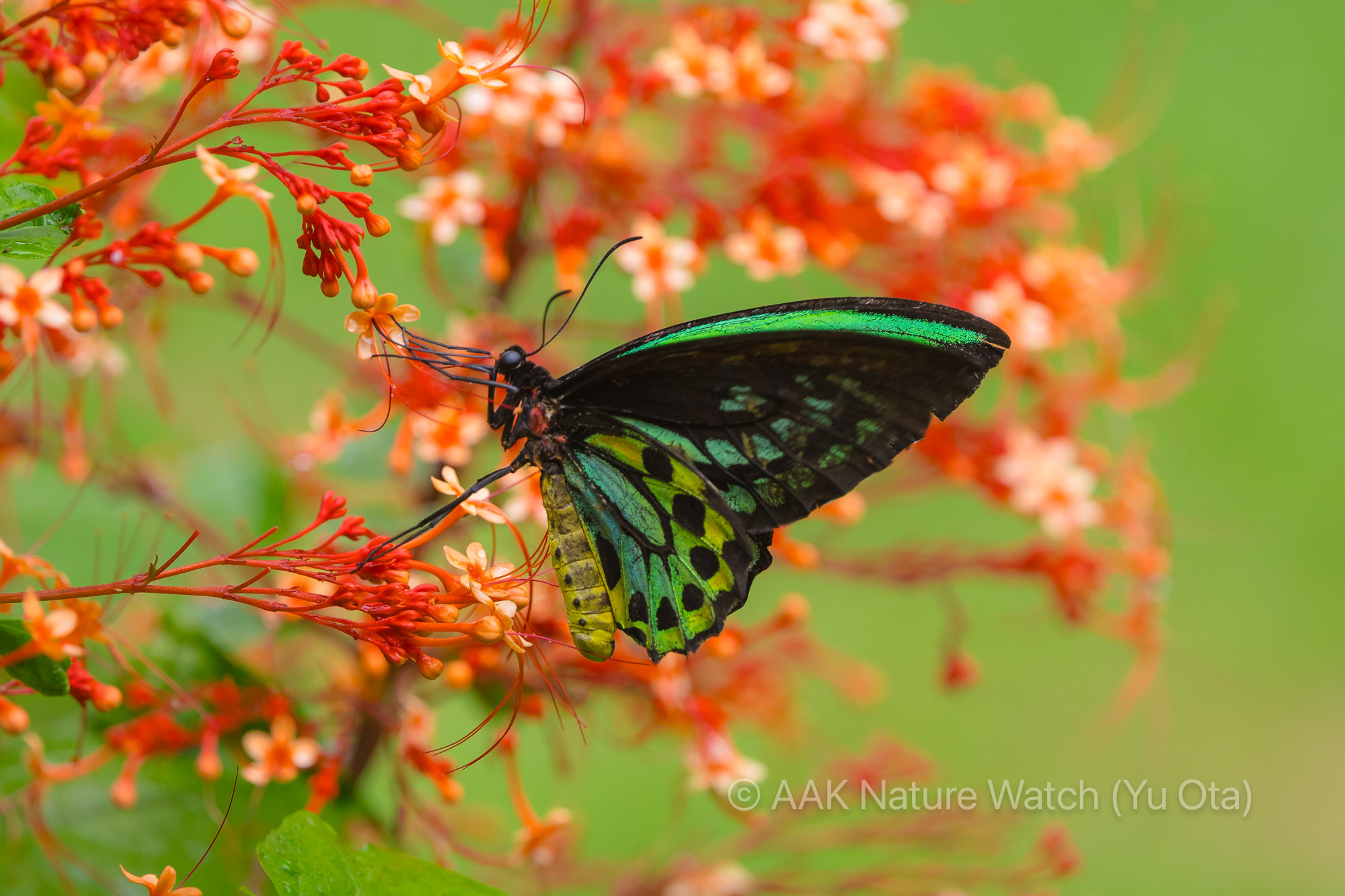 ミドリメガネトリバネアゲハ
