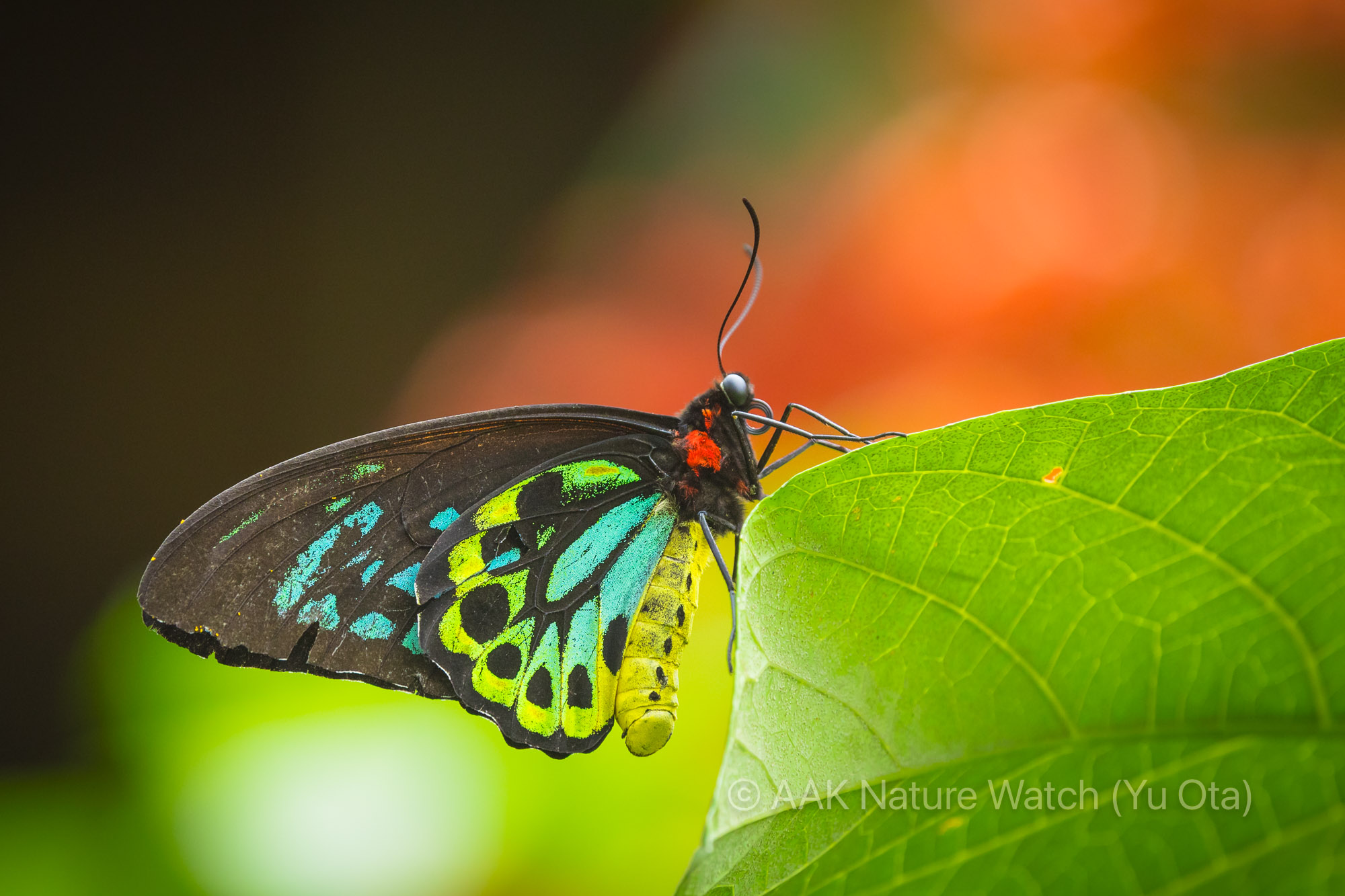 ミドリメガネトリバネアゲハ
