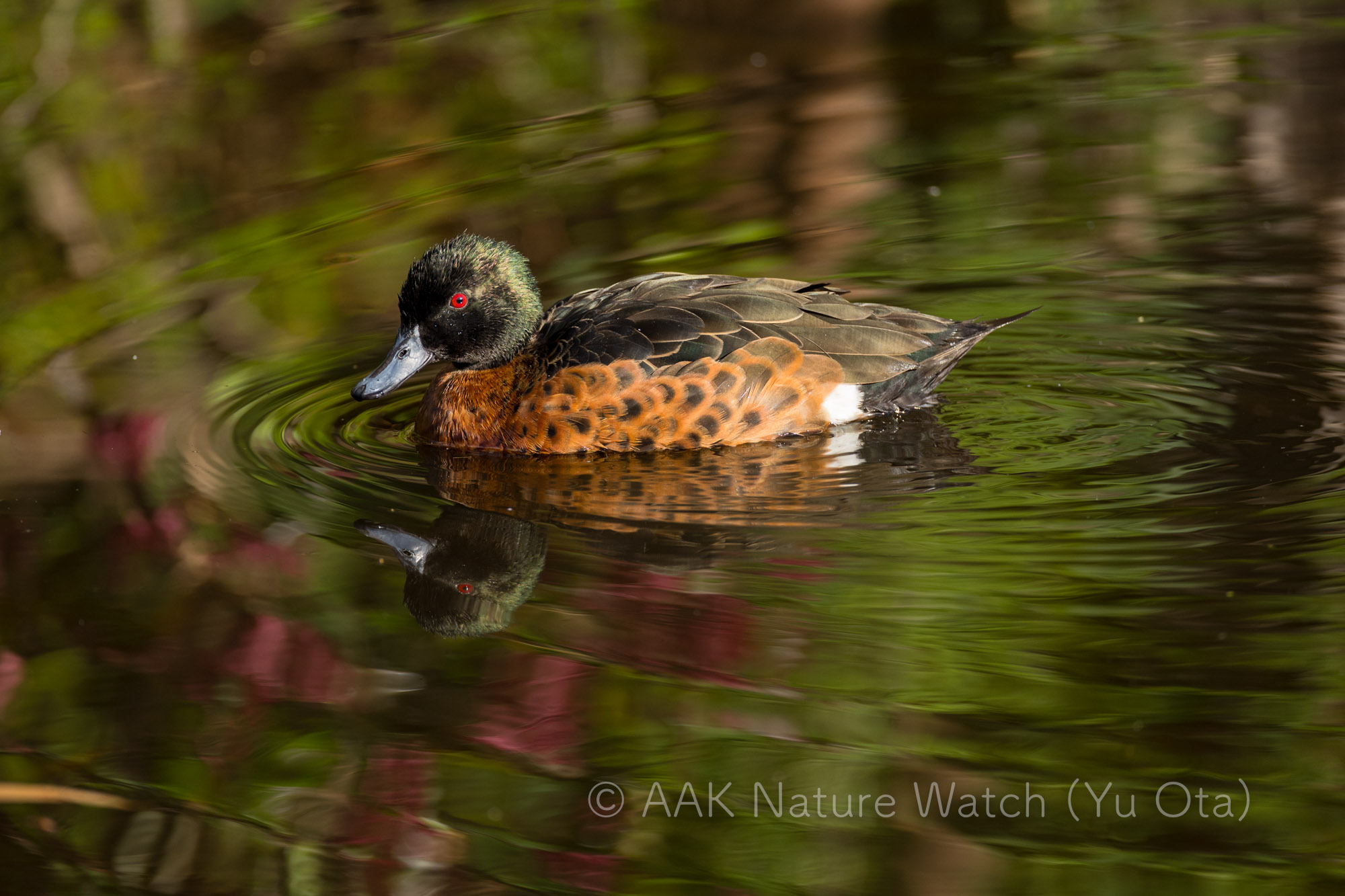 アオクビコガモ
