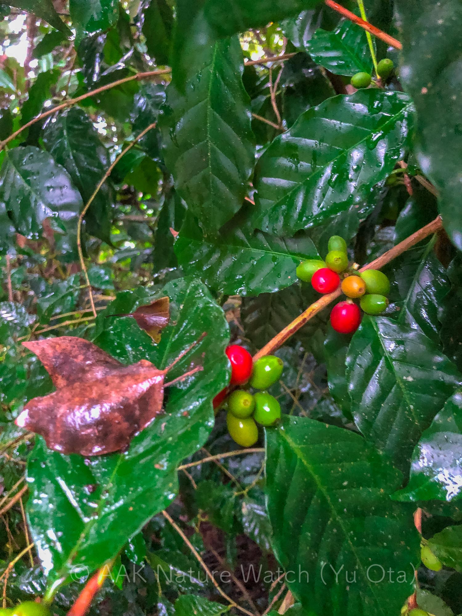 野生のコーヒーの木