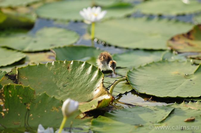 トサカレンカク幼鳥