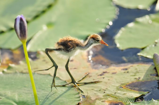 トサカレンカク幼鳥